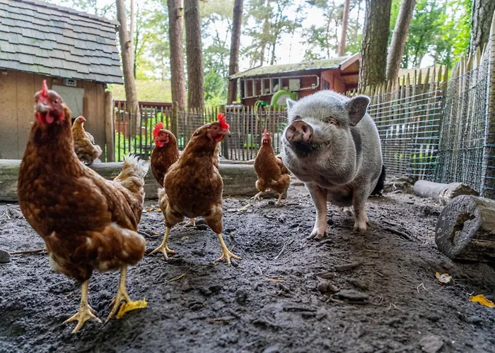 New Unique Treehouses With Hot Tub In Σπίτι διακοπών Oisterwijk