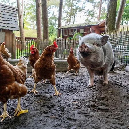New Unique Treehouses With Hot Tub In Holiday home Oisterwijk